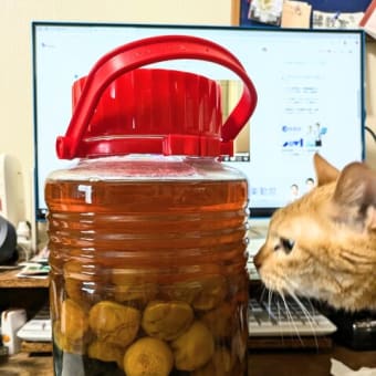 俳句には無理