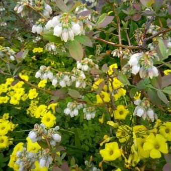 布薔薇ブローチ・・と庭の花