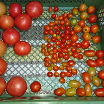 【収穫】枝豆、とまと、おくら【管理】オクラ、さつまいも、枝豆、トマト、にんじん