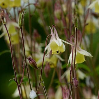 高原の植物