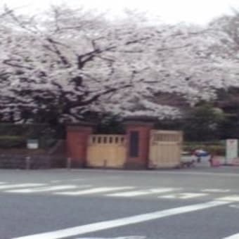近所の桜巡り