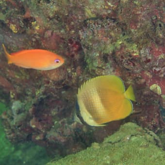 季節来遊魚と来遊定住魚