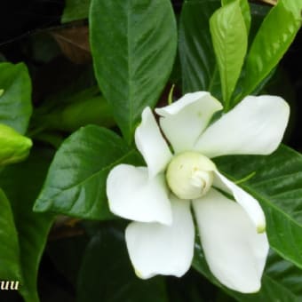 「相模原麻溝公園」で「クチナシ」の白い花と一会！！