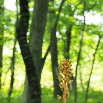 花の端境期の水林自然林には菌従属栄養植物などが（2025.6.8）#1