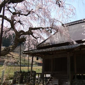 宇陀市の桜見物