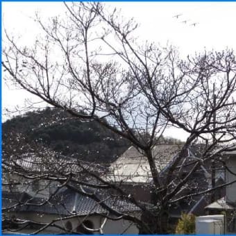 春先に雨の日多く、あと一息