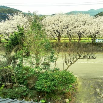 桜、満開！　～ うきは市　田舎暮らし賃貸 ～　（現在、募集は行っていません。）