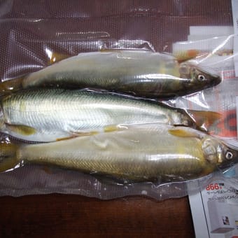 7/24の釣況・・・訂正