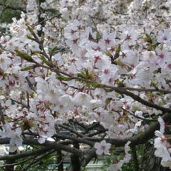 桜への思い・徒然