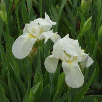 薬用植物園の花（2019/4/24)