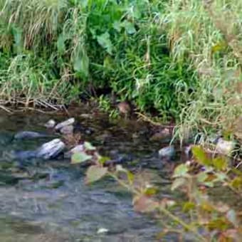 【新川シリーズ５】　リュウキュウヨシゴイの越冬地