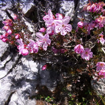 ヨーロッパアルプスで出会った花々②　小型化する高地の花　