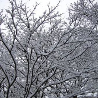 ひさびさ！雪景色