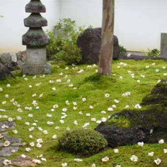 2011年6月19日(日)　東林院（妙心寺）