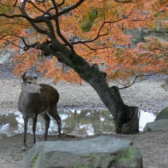 2006 奈良秋色① 東大寺 2006/11/23