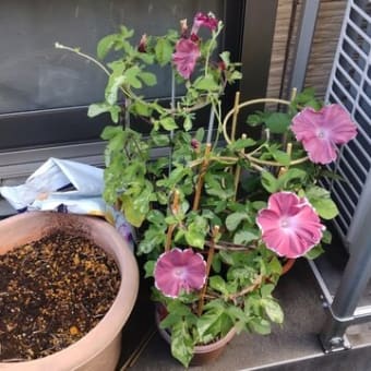 15ｰJulｰ25　夏休みの宿題のはずだった