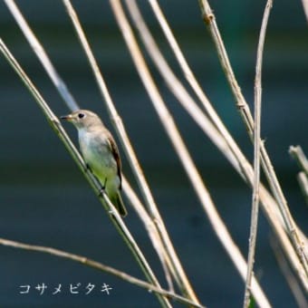 舳倉島の野鳥を訪ねて二回目