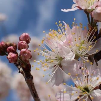サクランボとメジロ - 目白と桜桃