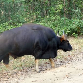 清水謙行が世界を旅するブログー絶滅危惧種