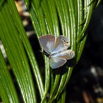 迷蝶クロマダラソテツシジミ