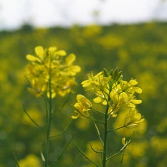 アブラナ畑と大麦畑・・荒川が育むもの。