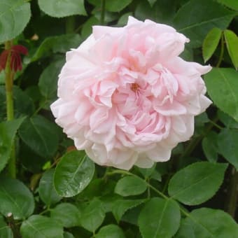 「軽井沢レイクガーデン・バラの花」マサコ（エグランタイン）～写真と短歌で綴る世界文化紀行