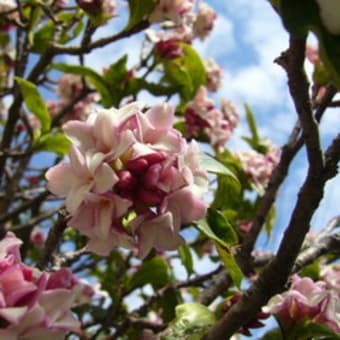 沈丁花（ジンチョウゲ）