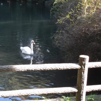 日立中央研究所の池と白鳥