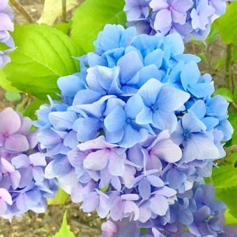 心を潤してくれる､色彩豊かな､紫陽花たちっ♡