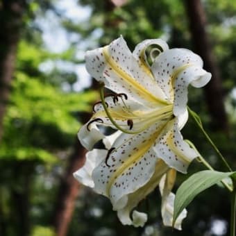森林公園のヤマユリ