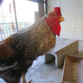 平成29年も動物たちに恵方巻き！