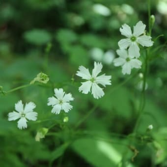白のナデシコに似た花を咲かせる「センジュガンピ」（春の花シリーズ　23-110）