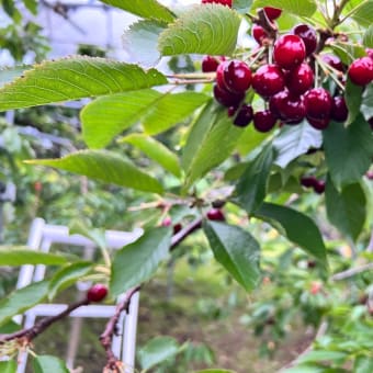 7月24日(日)園内状況🍒