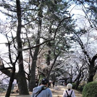 名古屋城の桜　満開情報通り見事でした！！