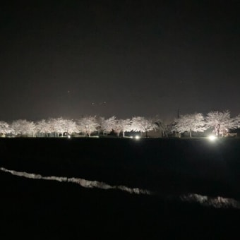 江刺桜まつり2025夜桜
