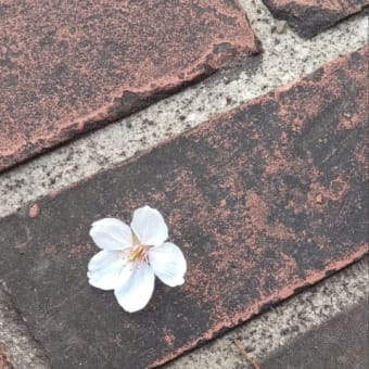 桜の季節ならではの話