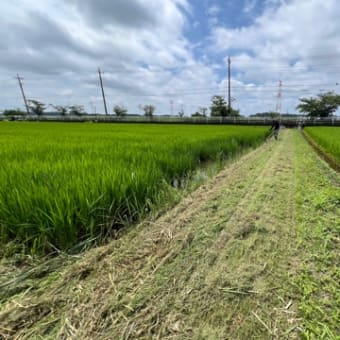 今日も草刈り