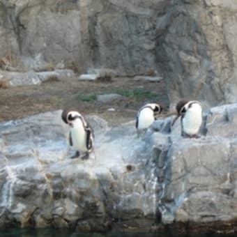 葛西臨海公園のペンギン