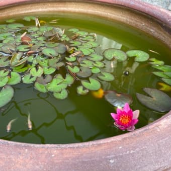生協、もの珍しさで注文し過ぎてます｜メダカのこと