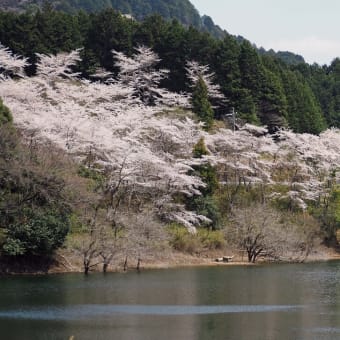 錫杖湖の桜