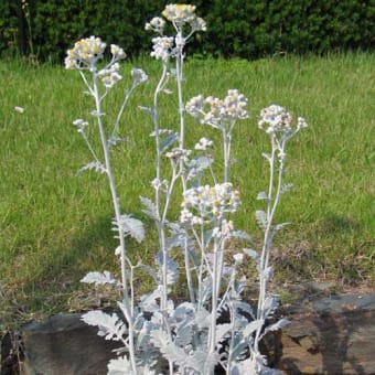 白妙菊