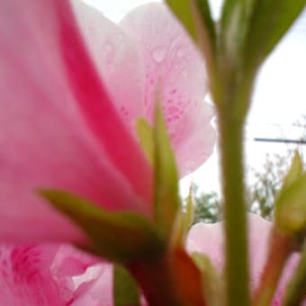 虫から見る