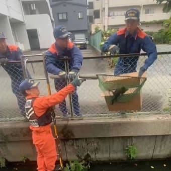 子猫の救出劇