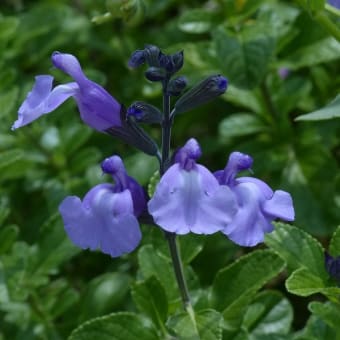 イチハツ みんなの花図鑑 掲載数 3 406件