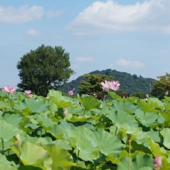 奈良 藤原宮跡花園「蓮ゾーン」