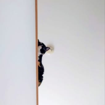 2階は暑いよー
