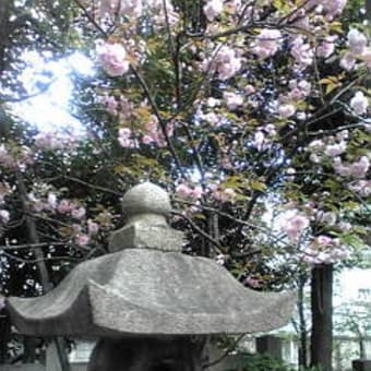 生田神社だより