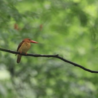 日々是探鳥～アカショウビン　遠征⓶...part 805