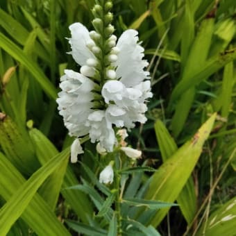 散歩の花～クサネム（草合歓）、白花のハナトラノオ（花虎の尾）