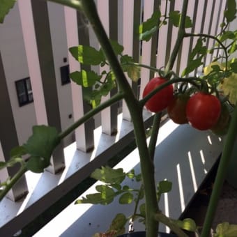 トマト収穫!(^^)!　アカデメイア高等学院